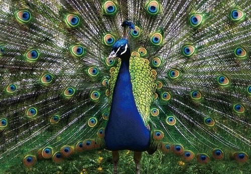 Cartolina pavo animale - 3d,