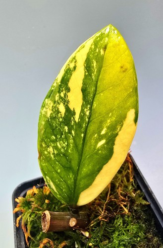 Zamioculcas zamiifolia - zamioculcas,