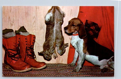 Cane beagle scena - beagle, da