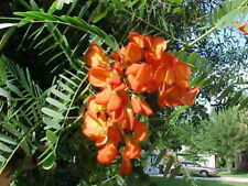 10 - SEMI DI Sesbania Punicea, semi Glicine rosso scarlatto "l'albero del sonaglio"