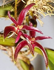 Bulbophyllum patens, specie di