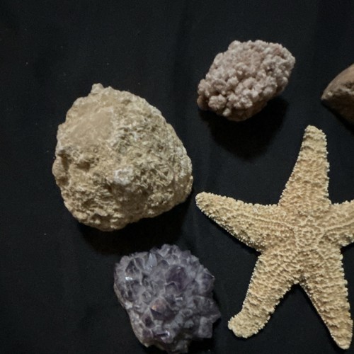 Lotto conchiglie stelle - , marine