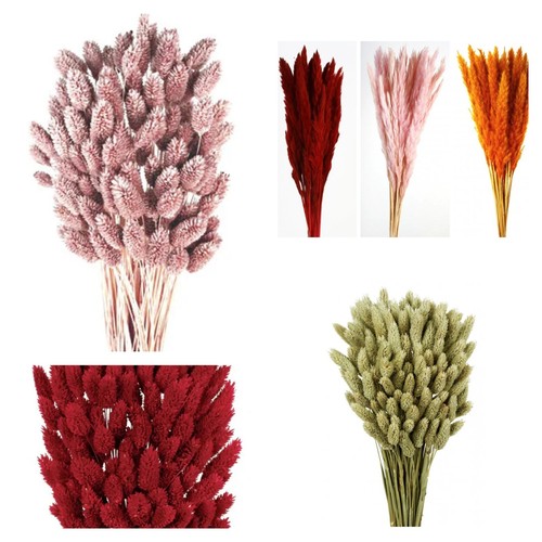 Fiori secchi piccola pampa - piccola,