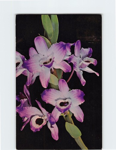 Cartolina dendrobium nobile - cartolina,