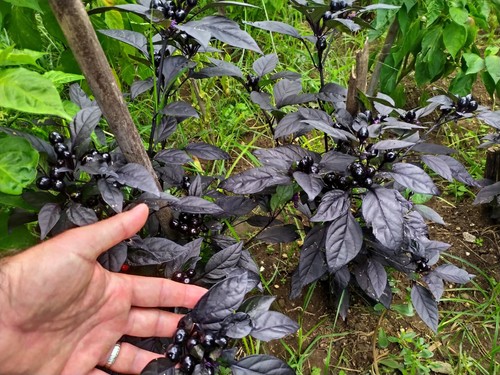 Peperoncino black pearl - black,
