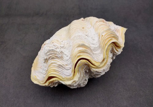 Derasa clam conchiglia bianca - conchiglia,