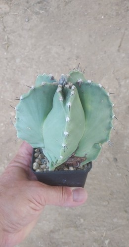 Astrophytum myriostigma - astrophytum, xl