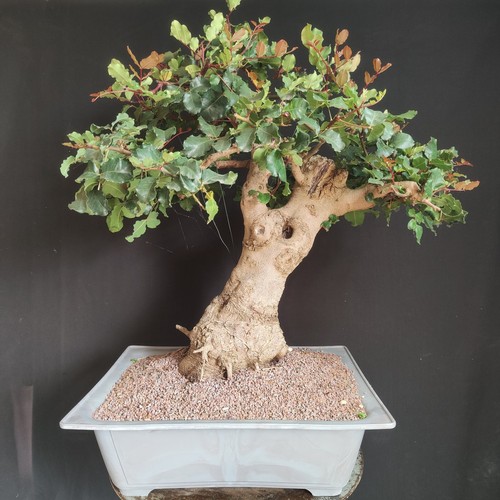 Pre bonsai esemplare - pre,