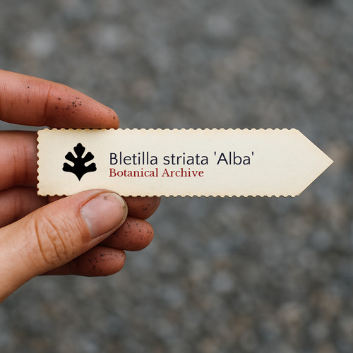 Bletilla striata alba seeds - 'alba',