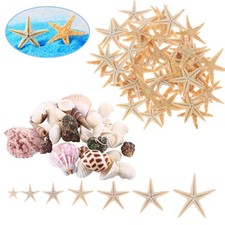 25 Pezzi Zucchero Stella Pesce