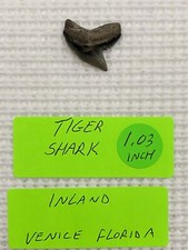 FOSSILIZED 1.03 Inch Tiger