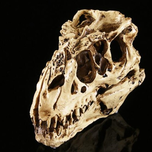 Tyrannosaurus rex skull - tyrannosaurus, t-rex