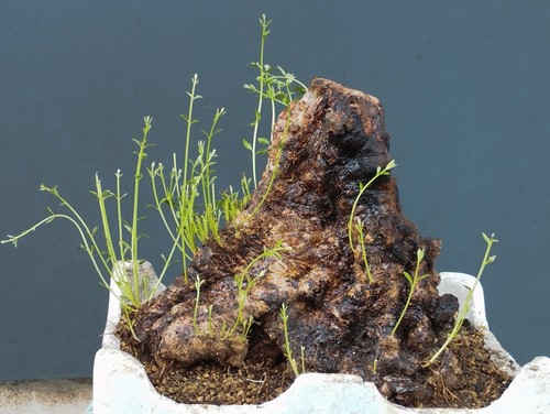 Bonsai olivastro 40x4cm in - bonsai,