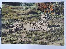 ? Vintage Cartoline somalia ghepardo bianco
