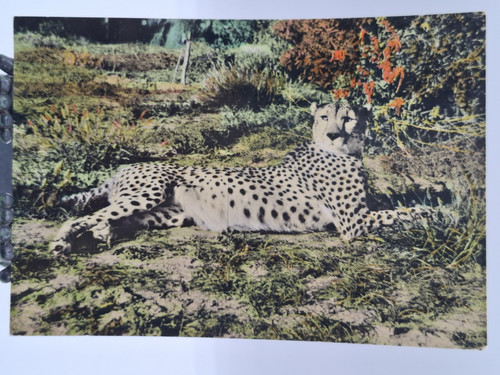 Vintage cartoline somalia - vintage,