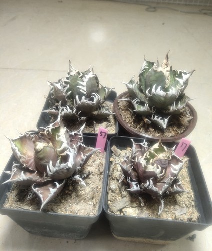 2pzvendita raro cactus - cactus, agave