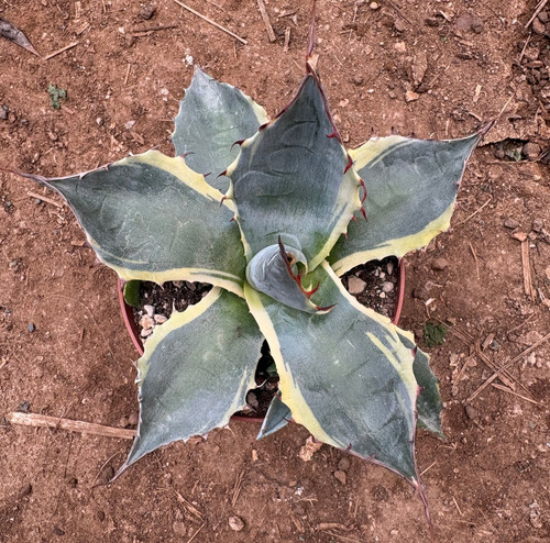 Agave parrasana variegata - variegata,