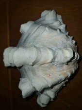 Conchiglia Gigante Tridacna