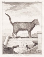 Gatto gatta gatti - gatto,
