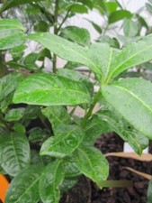 Prunus laurocerasus ani - ani®,