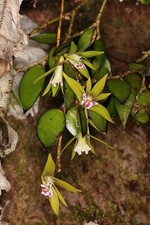 Dendrobium pugioniforme Orchid