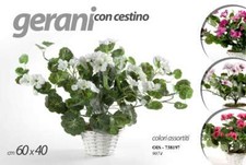 Pianta geranio vaso - geranio, 60*40