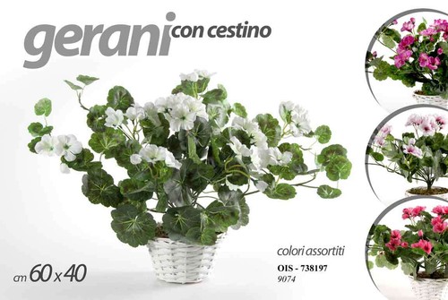 Pianta geranio vaso - geranio, 60*40