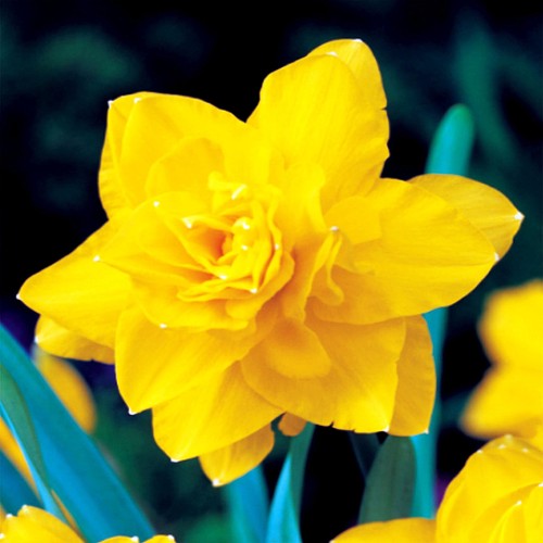 Narcisi bulbi fiori cipolle - bulbi, di