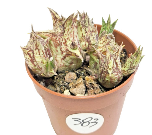 Orbea decaisneana vaso - , Ø