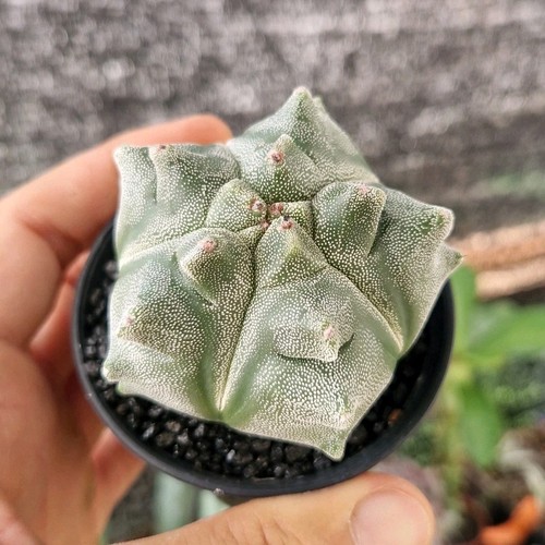 Astrophytum myriostigma kikko - myriostigma,