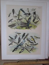 Vintage Print,WHIP POOR WILLS,Pl 105,Birds North America,Studer,1888