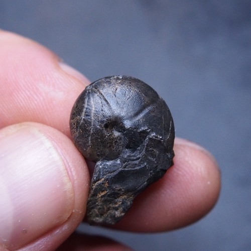Goniatite fossile - mm,