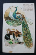 cartolina ESPOSIZ. NAZ