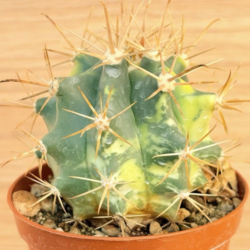 Ferocactus gracilis - , f