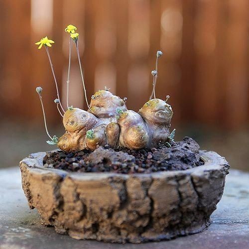 Othonna cacalioides caudex - othonna,