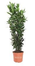 Kentis laurus nobilis - kentis,