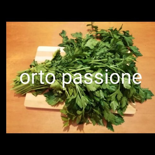 800 semi prezzemolo gigante - semi,