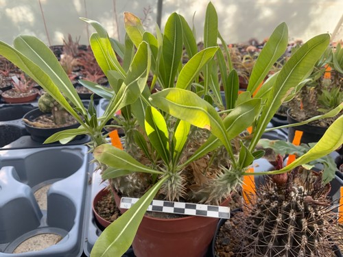 260 pachypodium horombense - pachypodium,