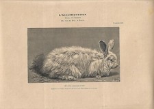 Stampa antica CONIGLIO RAZZA D'ANGORA BIANCO 1895 Antique print rabbits