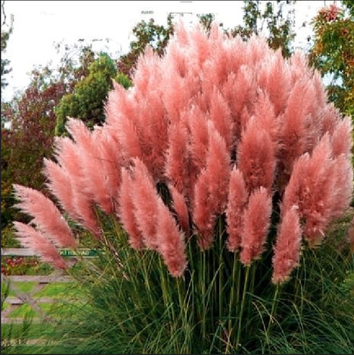 Pampas grass rose pluim - 2l,