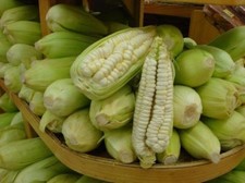 Mais Chulpe peruviano - mais -