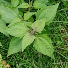 50g dream herb - 50g, calea