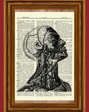 Dizionario anatomia umana
