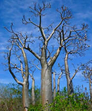 Pachypodium rutenbergianum SEEDS -