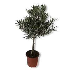 Olivo ulivo olea europea vaso