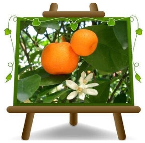 Agrumi mandarino citrus - mandarino,