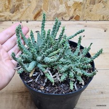 Euphorbia gorgonis - Euphorbia