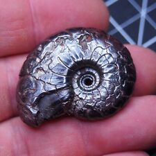42mm Goniatite Hematite