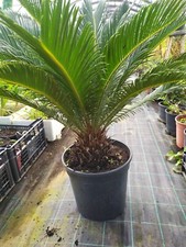 Ciccas revoluta pianta alta - revoluta,