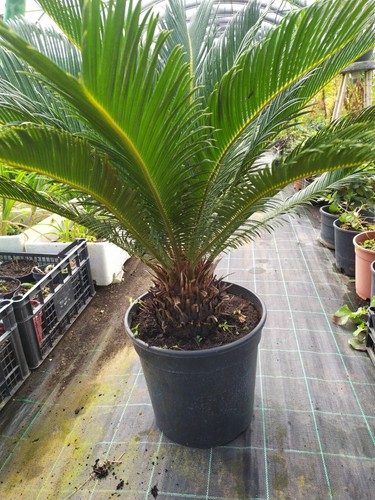 Ciccas revoluta pianta - ciccas,